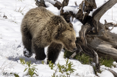 Snow and Cubs YNP May 2025